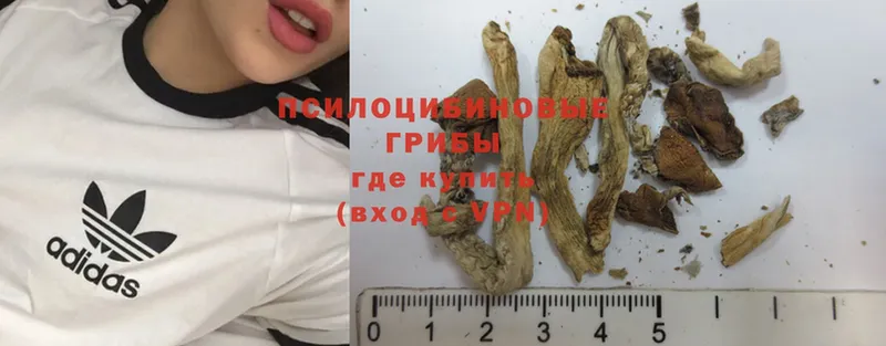 Галлюциногенные грибы Psilocybine cubensis  купить наркоту  Лысково 